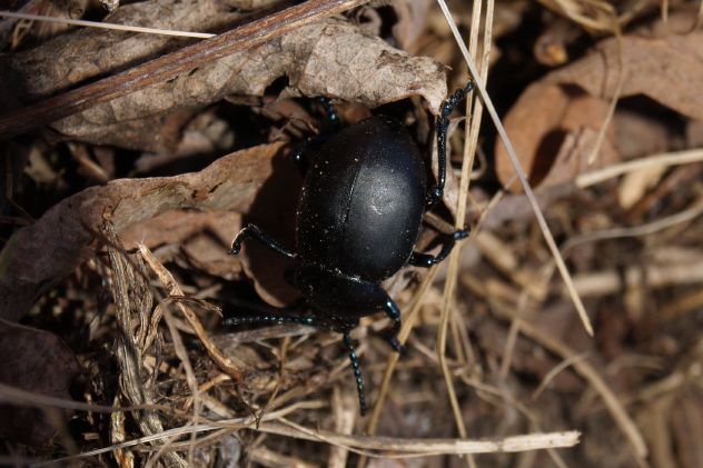 Identificazioni